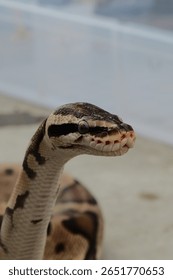 Python snake raising its head
