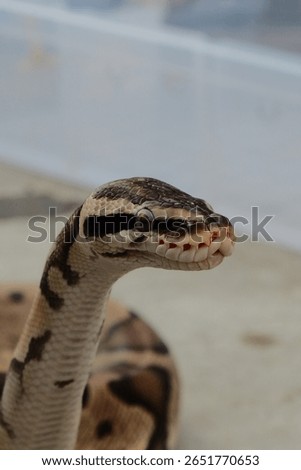 Python snake raising its head
