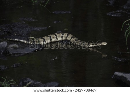 Python Snake Slithering over Water
