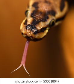 Python Snake Is Smelling With Tongue Close Up