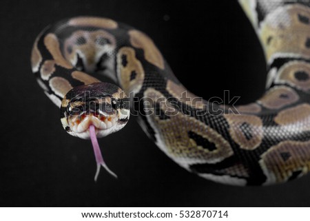 Python snake with the tongue out in studio