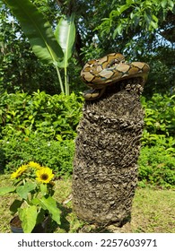 A python snake wrapped around tree  Sun Flower 