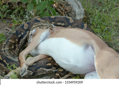 Python In South Africa Eating Antelope 