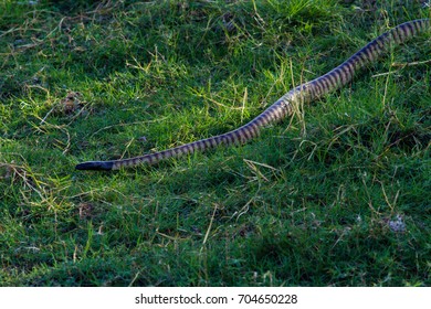 Python Swimming Stock Photo 704650228 