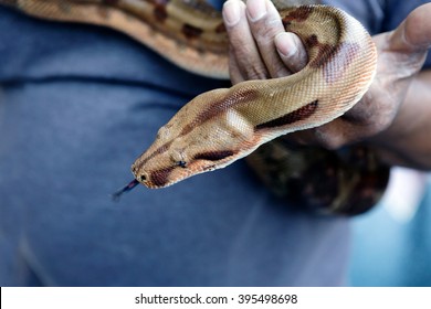 5,467 Tiger Python Images, Stock Photos & Vectors 