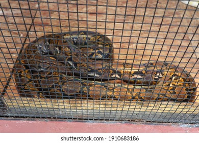 A Python Type Snake In A Cage. Not In Focus