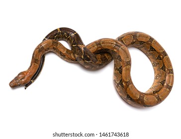 Python is wild snake isolated on white background.