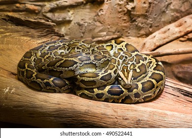 Python Zoo