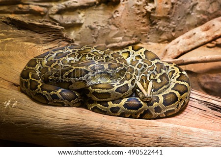 Python Zoo