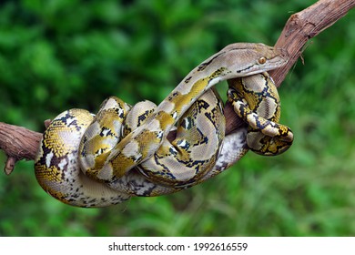 Pythonidae Snakes Dwell In Tree Trunks, Animal Close Up