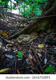 pythons are resting next to the tree during the day