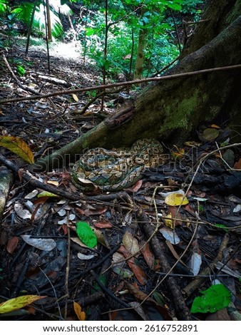 pythons are resting next to the tree during the day