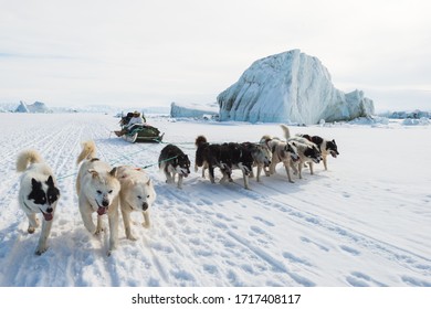 QAANAAQ, GREENLAND - MAY 1, 2014: Musher And His Dogs On A Dog Sledge Trip