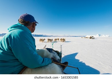 QAANAAQ, GREENLAND - MAY 5, 2014: Musher And His Dogs On A Dog Sledge Trip