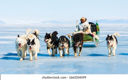 QAANAAQ, GREENLAND - MAY 5, 2014: Musher And His Dogs On A Tourist Dog Sledge Trip