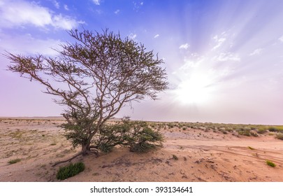 Qatar Desert Stock Photo 393134641 | Shutterstock