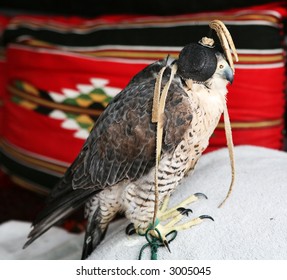 A Qatari falconer's bird, a shaheen (peregrine at rest in a tent, with traditional Arabian textiles in the background, part of the exhibition of traditional life during Doha Culturual Festival, 2007. - Powered by Shutterstock