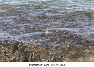 Qinghai Lake Naked Carp Of Qinghai, China