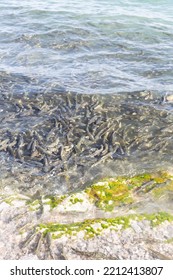 Qinghai Lake Naked Carp Of Qinghai, China