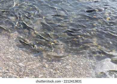 Qinghai Lake Naked Carp Of Qinghai, China