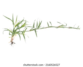 Quack grass isolated on white, Agropyron repens