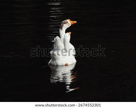 quack quack your duck is here