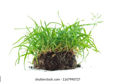 Quackgrass dewdrop Root