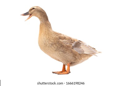 363 Duck beak open isolated Images, Stock Photos & Vectors | Shutterstock