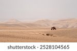 Quad in the Agafay desert, Morocco, North Africa