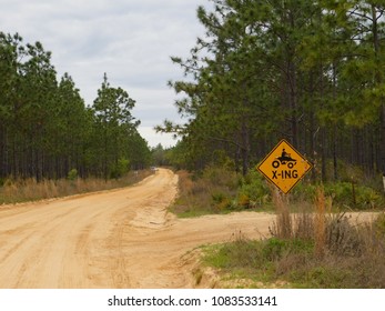 Quad Crossing In Ocala National Forest