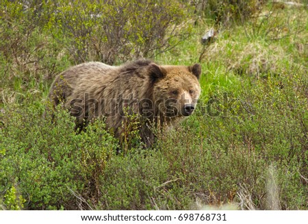 Similar – Brown Bear Biologist