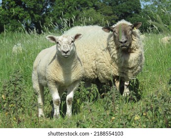 Quadrupeds confused by a biped holding a camera (aka mother sheep and lamb confused by human with camera) - Shutterstock ID 2188554103