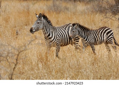 Quagga (Equus Quagga) In Tanzania.