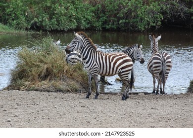 Quagga (Equus Quagga) In Tanzania.