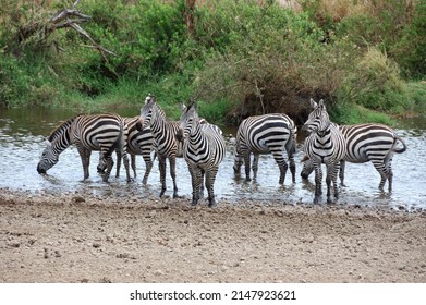 Quagga (Equus Quagga) In Tanzania.