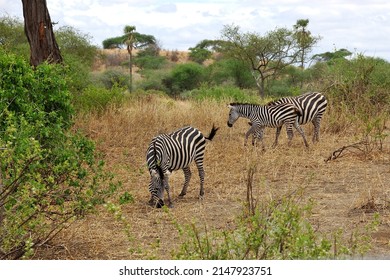 Quagga (Equus Quagga) In Tanzania.