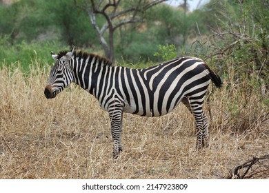 Quagga (Equus Quagga) In Tanzania.