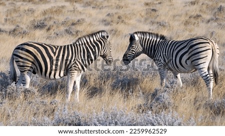 The quagga is an extinct subspecies of plains zebra that was endemic to South Africa until it was hunted to extinction in the 19th century by European settlers.