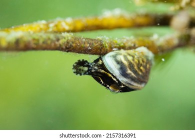 Quagga Muschel In Lake Of Constance