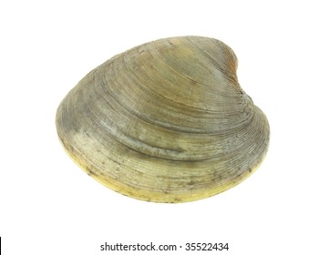 Quahog Clam