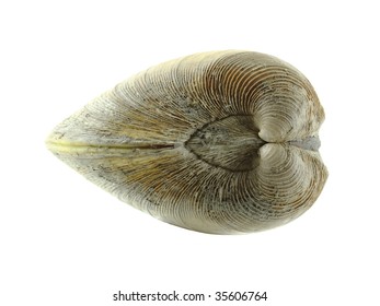 Quahog Clam