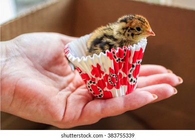 Quail Chicks