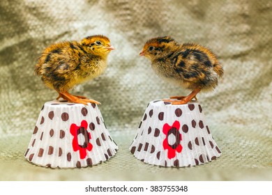 Quail Chicks