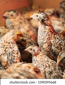 Quail Chicks In A Cage On The Farm