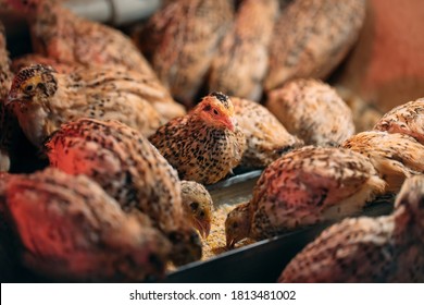 Quail Chicks in a cage on the farm - Shutterstock ID 1813481002