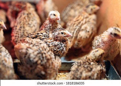 Quail Chicks in a cage on the farm - Shutterstock ID 1818186035