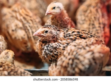 Quail Chicks in a cage on the farm - Shutterstock ID 2058586598