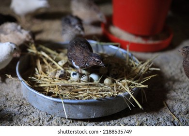Quail is a collective name for several genera of mid-sized birds generally placed in the order Galliformes.