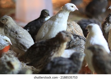 Quail Is A Collective Name For Several Genera Of Mid-sized Birds Generally Placed In The Order Galliformes.