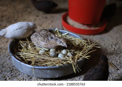 Quail Is A Collective Name For Several Genera Of Mid-sized Birds Generally Placed In The Order Galliformes.